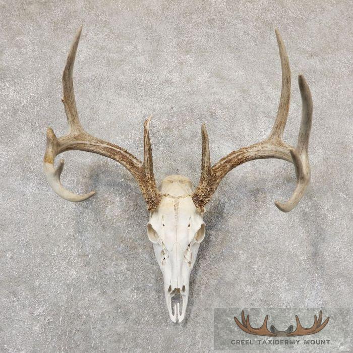 Whitetail Deer Skull European Taxidermy Mount For Sale