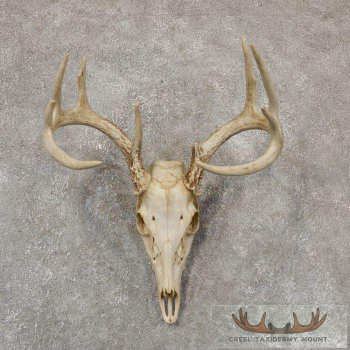 Whitetail Deer Skull European Taxidermy Mount For Sale
