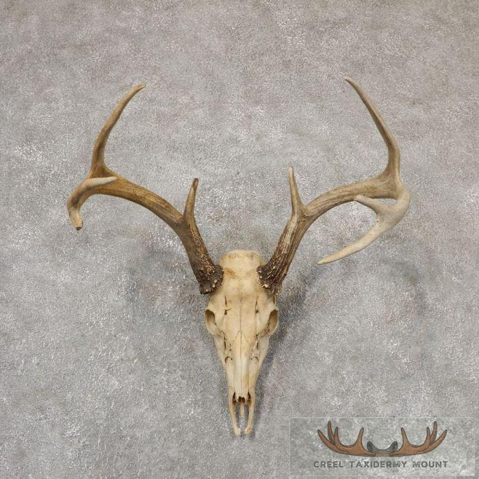 Whitetail Deer Skull European Taxidermy Mount For Sale