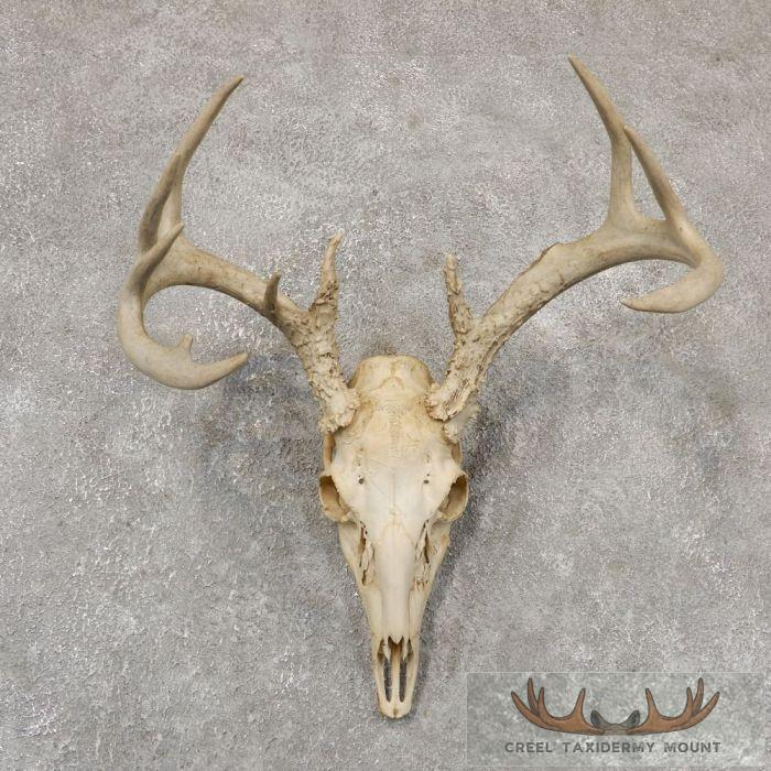 Whitetail Deer Skull European Taxidermy Mount For Sale