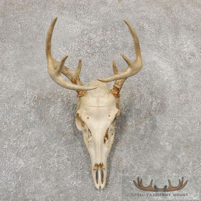 Whitetail Deer Skull European Taxidermy Mount For Sale