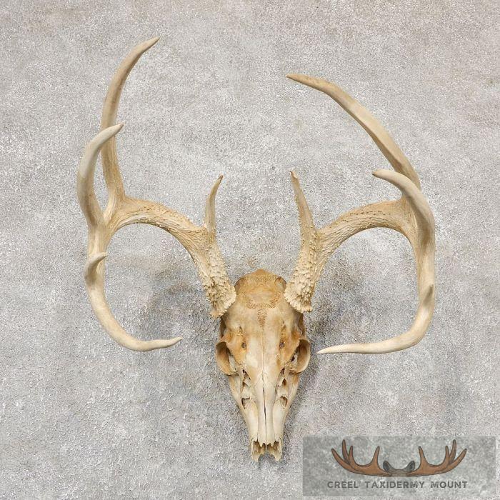 Whitetail Deer Skull European Taxidermy Mount For Sale
