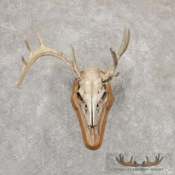Whitetail Deer Skull European Taxidermy Mount For Sale
