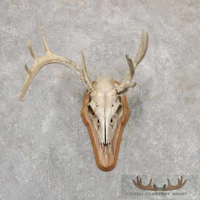 Whitetail Deer Skull European Taxidermy Mount For Sale
