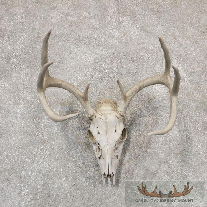Whitetail Deer Skull European Taxidermy Mount For Sale