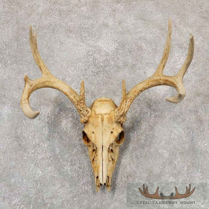 Whitetail Deer Skull European Taxidermy Mount For Sale