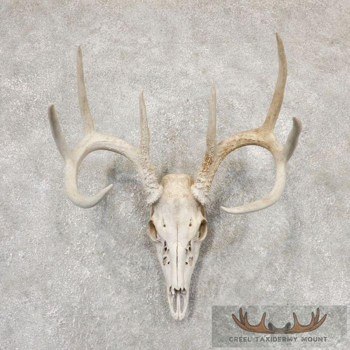 Whitetail Deer Skull European Taxidermy Mount For Sale