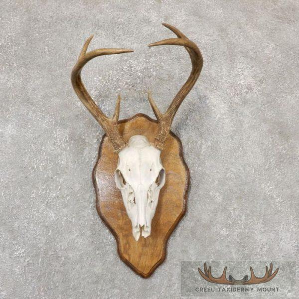 Whitetail Deer Skull European Taxidermy Mount For Sale