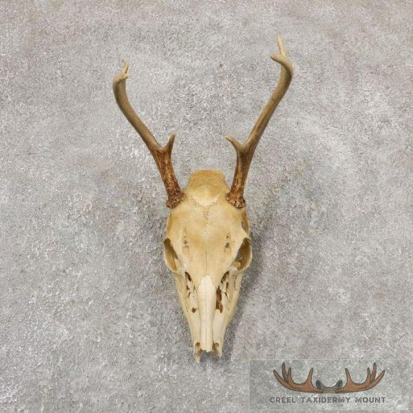 Whitetail Deer Skull European Taxidermy Mount For Sale
