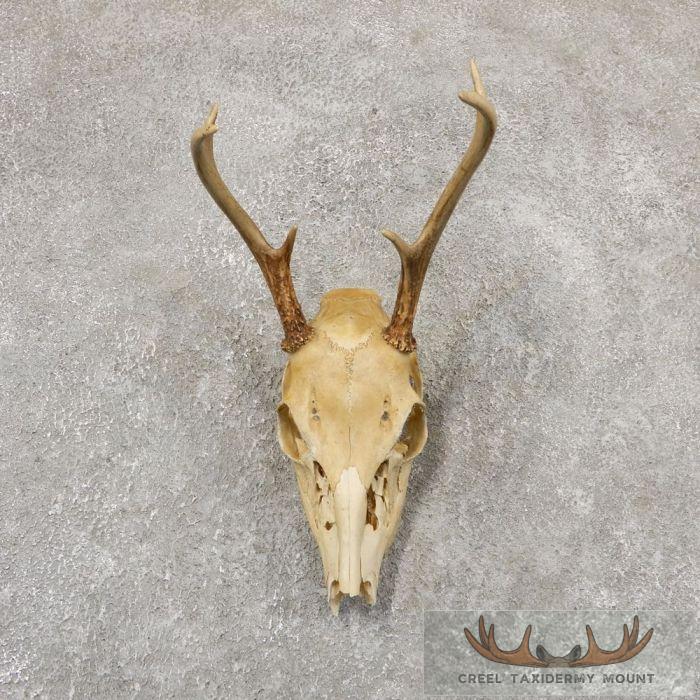 Whitetail Deer Skull European Taxidermy Mount For Sale