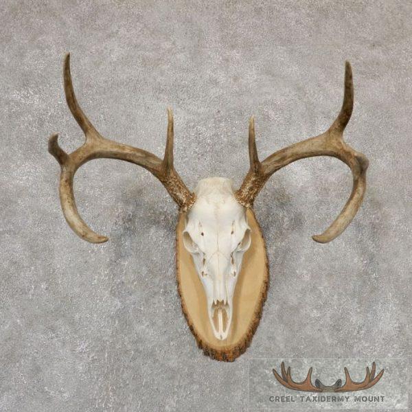 Whitetail Deer Skull European Taxidermy Mount For Sale