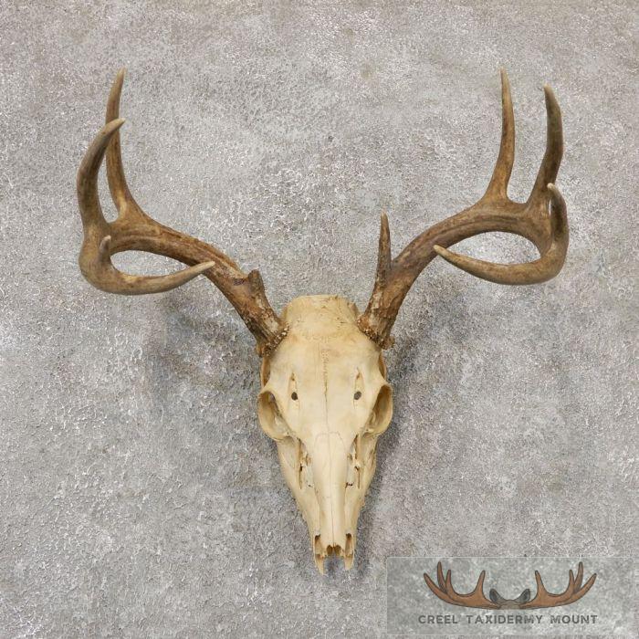 Whitetail Deer Skull European Taxidermy Mount For Sale