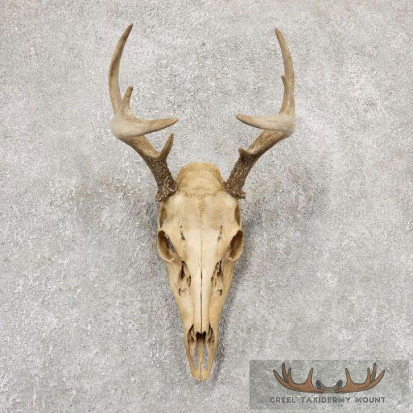 Whitetail Deer Skull European Taxidermy Mount For Sale
