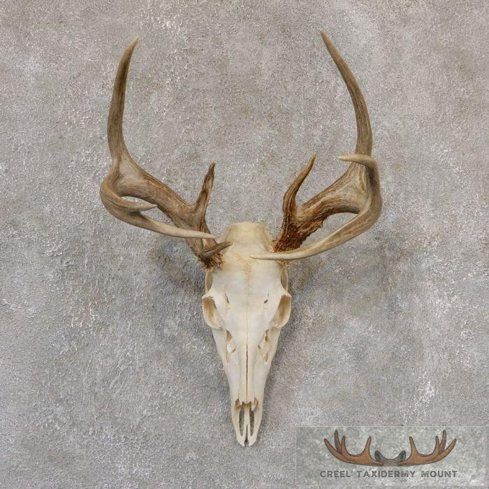 Whitetail Deer Skull European Taxidermy Mount For Sale