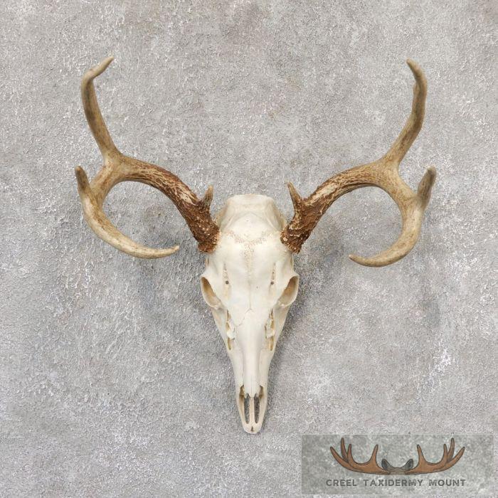 Whitetail Deer Skull European Taxidermy Mount For Sale