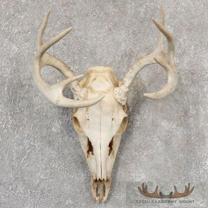 Whitetail Deer Skull European Taxidermy Mount For Sale