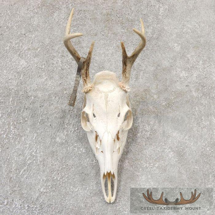 Whitetail Deer Skull European Taxidermy Mount For Sale