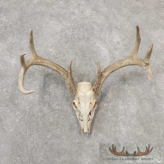 Whitetail Deer Skull European Taxidermy Mount For Sale
