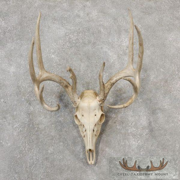 Whitetail Deer Skull European Taxidermy Mount For Sale