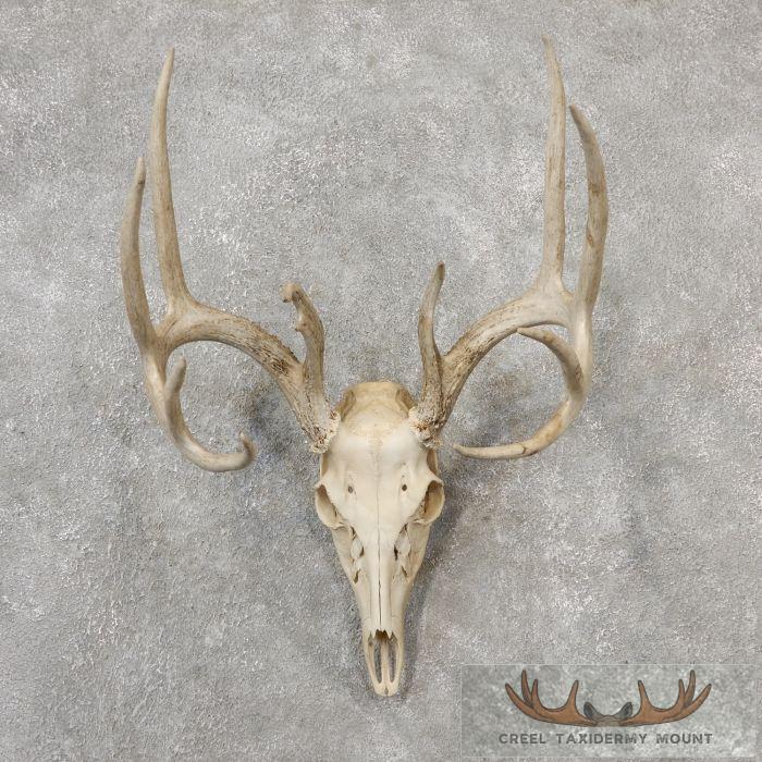 Whitetail Deer Skull European Taxidermy Mount For Sale