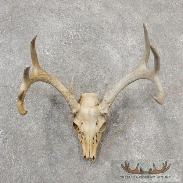 Whitetail Deer Skull European Taxidermy Mount For Sale
