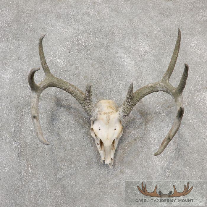 Whitetail Deer Skull European Taxidermy Mount For Sale