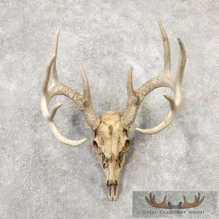 Whitetail Deer Skull European Taxidermy Mount For Sale