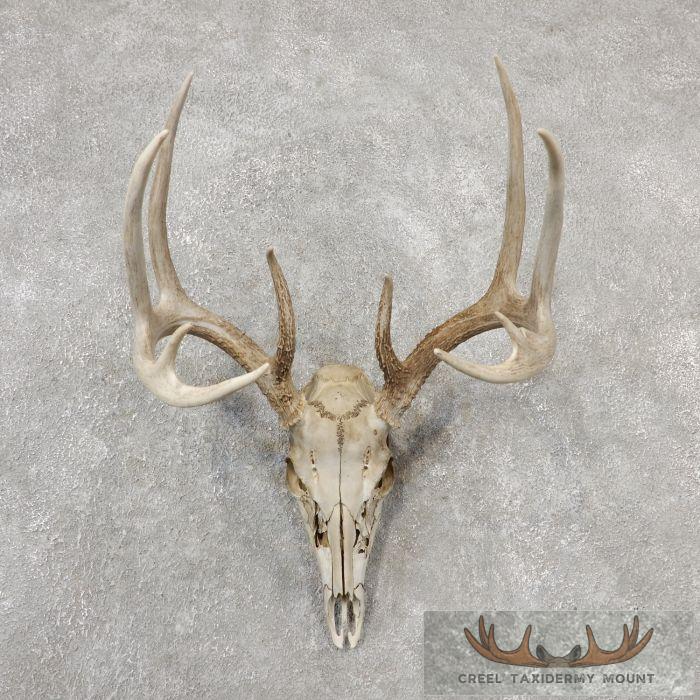 Whitetail Deer Skull European Taxidermy Mount For Sale