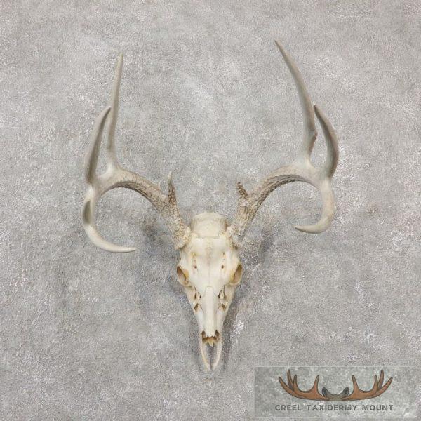 Whitetail Deer Skull European Taxidermy Mount For Sale