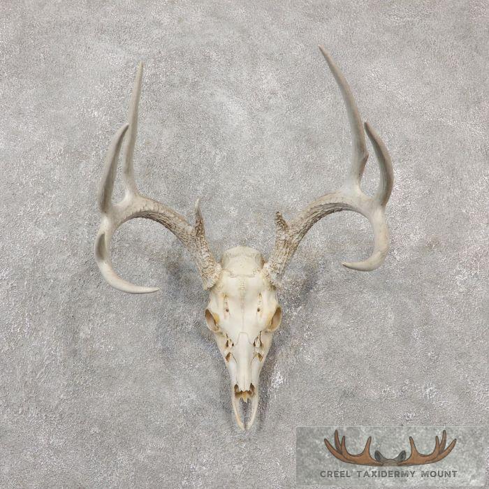 Whitetail Deer Skull European Taxidermy Mount For Sale