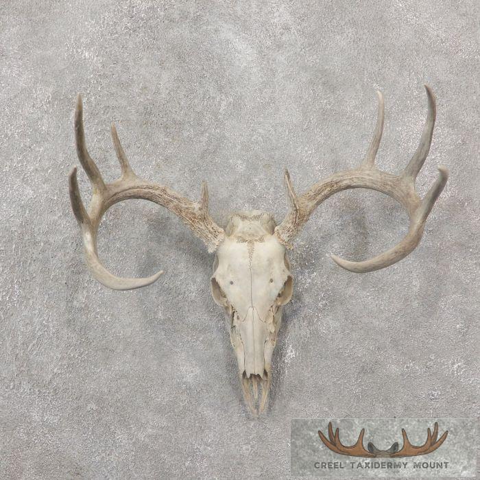 Whitetail Deer Skull European Taxidermy Mount For Sale