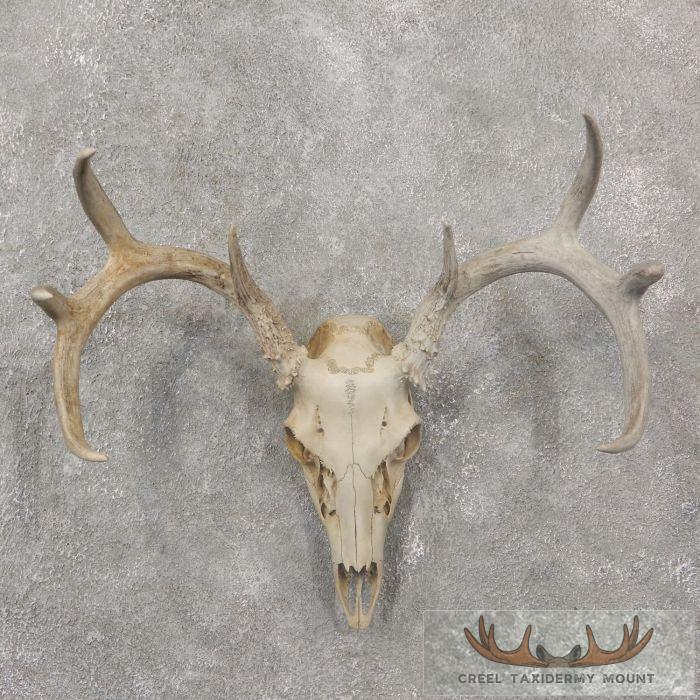 Whitetail Deer Skull European Taxidermy Mount For Sale