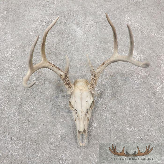 Whitetail Deer Skull European Taxidermy Mount For Sale