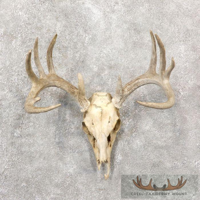 Whitetail Deer Skull European Taxidermy Mount For Sale