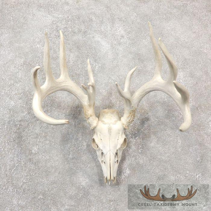 Whitetail Deer Skull European Taxidermy Mount For Sale
