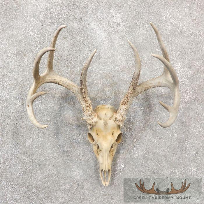 Whitetail Deer Skull European Taxidermy Mount For Sale
