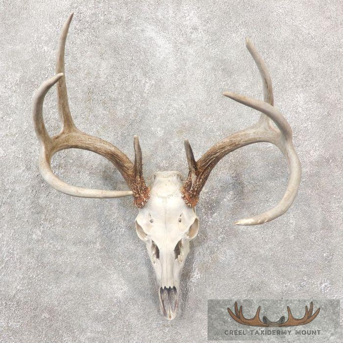 Whitetail Deer Skull European Taxidermy Mount For Sale