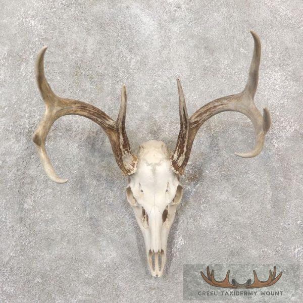 Whitetail Deer Skull European Taxidermy Mount For Sale