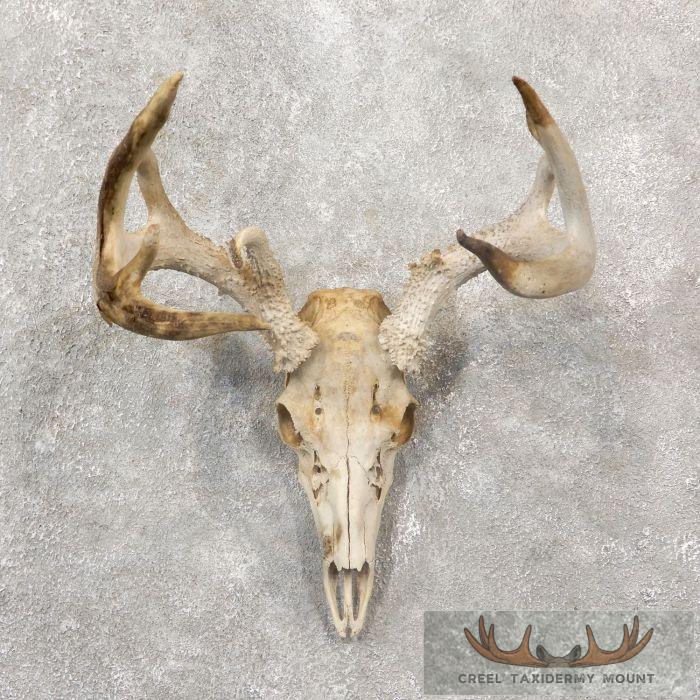 Whitetail Deer Skull European Taxidermy Mount For Sale