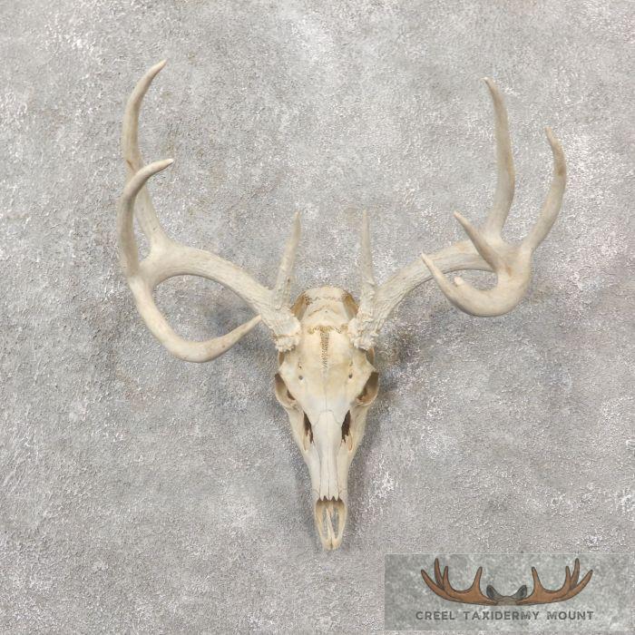 Whitetail Deer Skull European Taxidermy Mount For Sale