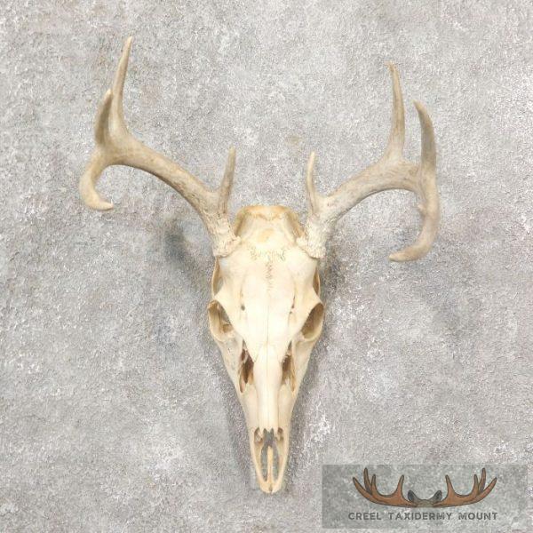 Whitetail Deer Skull European Taxidermy Mount For Sale