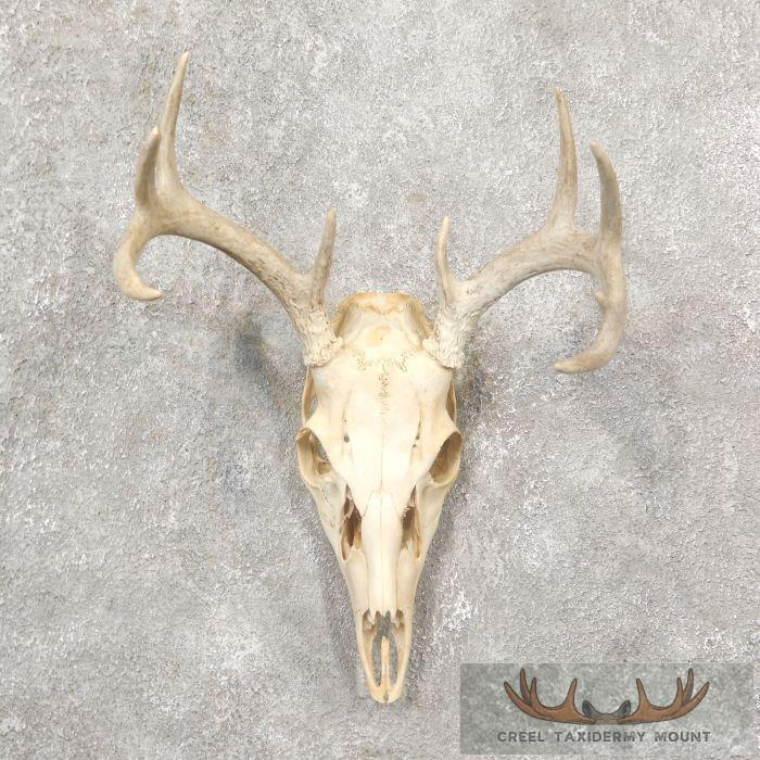 Whitetail Deer Skull European Taxidermy Mount For Sale