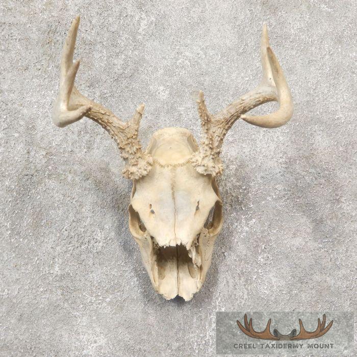 Whitetail Deer Skull European Taxidermy Mount For Sale