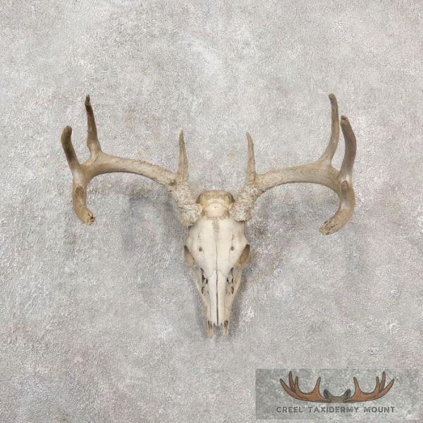 Whitetail Deer Skull European Taxidermy Mount For Sale