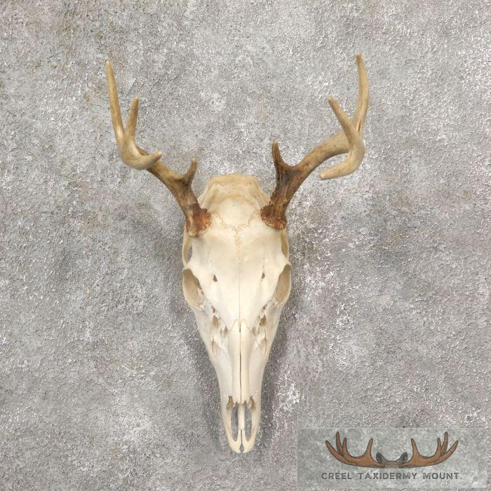 Whitetail Deer Skull European Taxidermy Mount For Sale