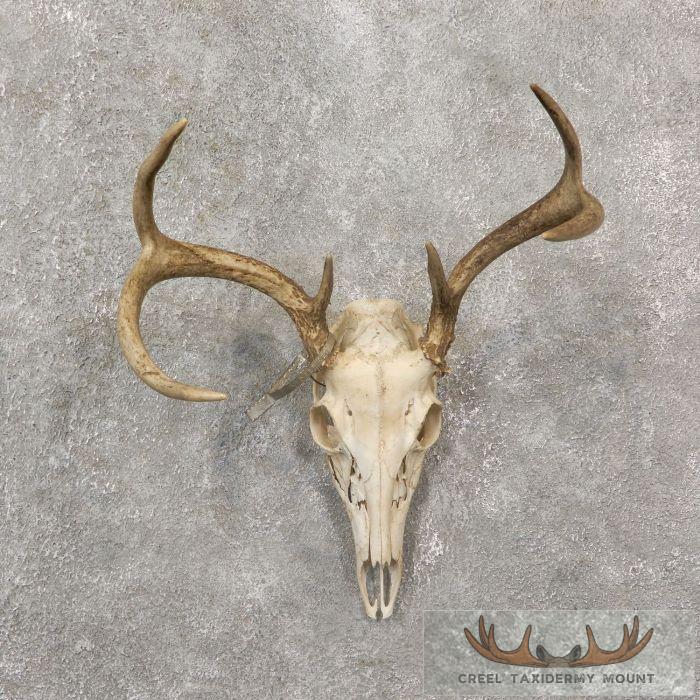 Whitetail Deer Skull European Taxidermy Mount For Sale
