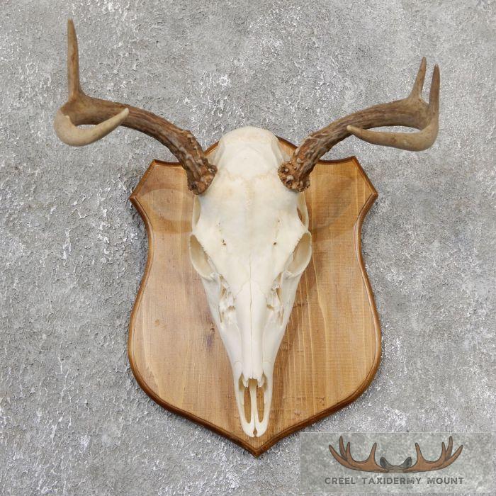Whitetail Deer Skull European Taxidermy Mount For Sale