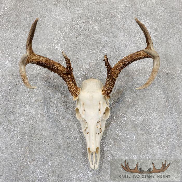 Whitetail Deer Skull European Taxidermy Mount For Sale