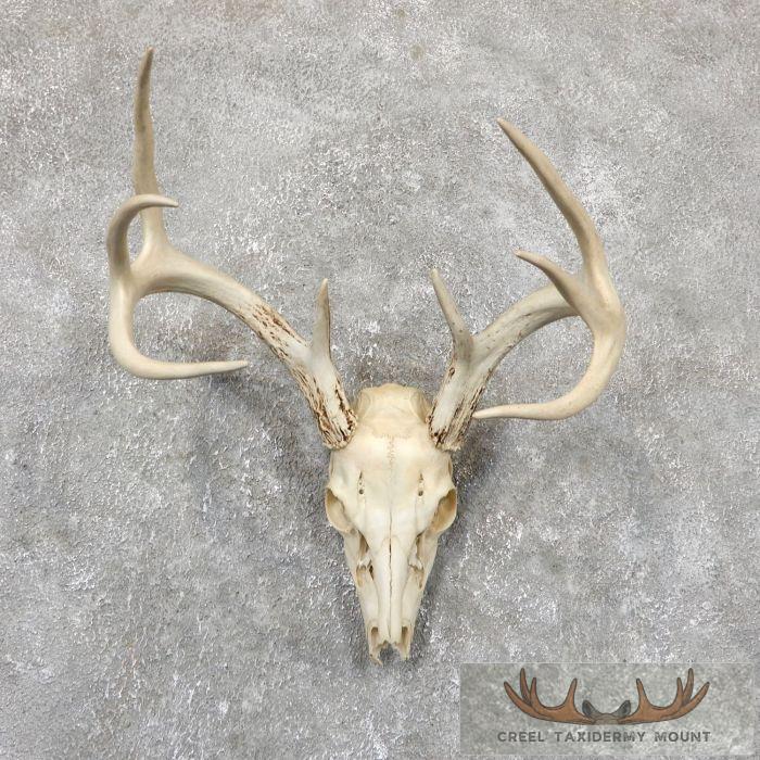 Whitetail Deer Skull European Taxidermy Mount For Sale