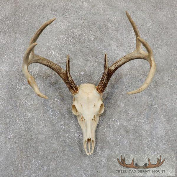 Whitetail Deer Skull European Taxidermy Mount For Sale
